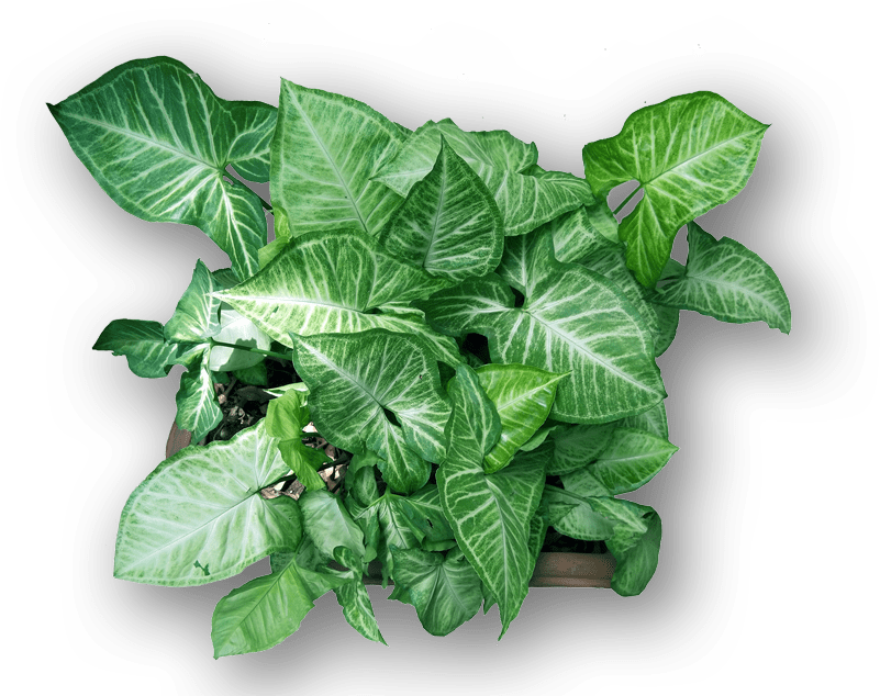 home-page-flower-pot-desktop